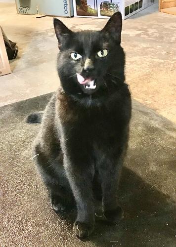 Poppy, Adoptable, Senior Female Domestic Short Hair.