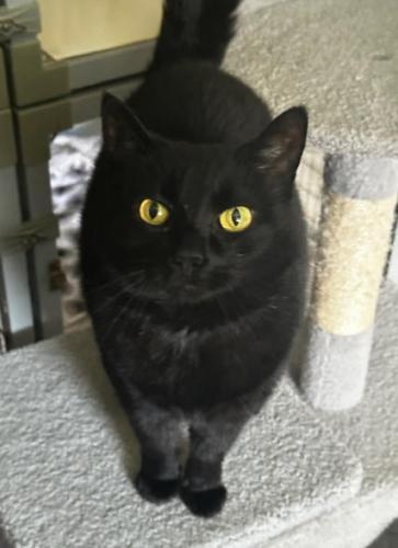 Poppy, a Adoptable Domestic Short Hair in St. Johnsbury, VT image 2/3