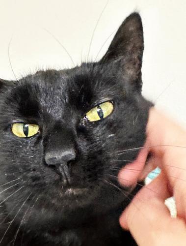 Poppy, a Adoptable Domestic Short Hair in St. Johnsbury, VT image 3/3