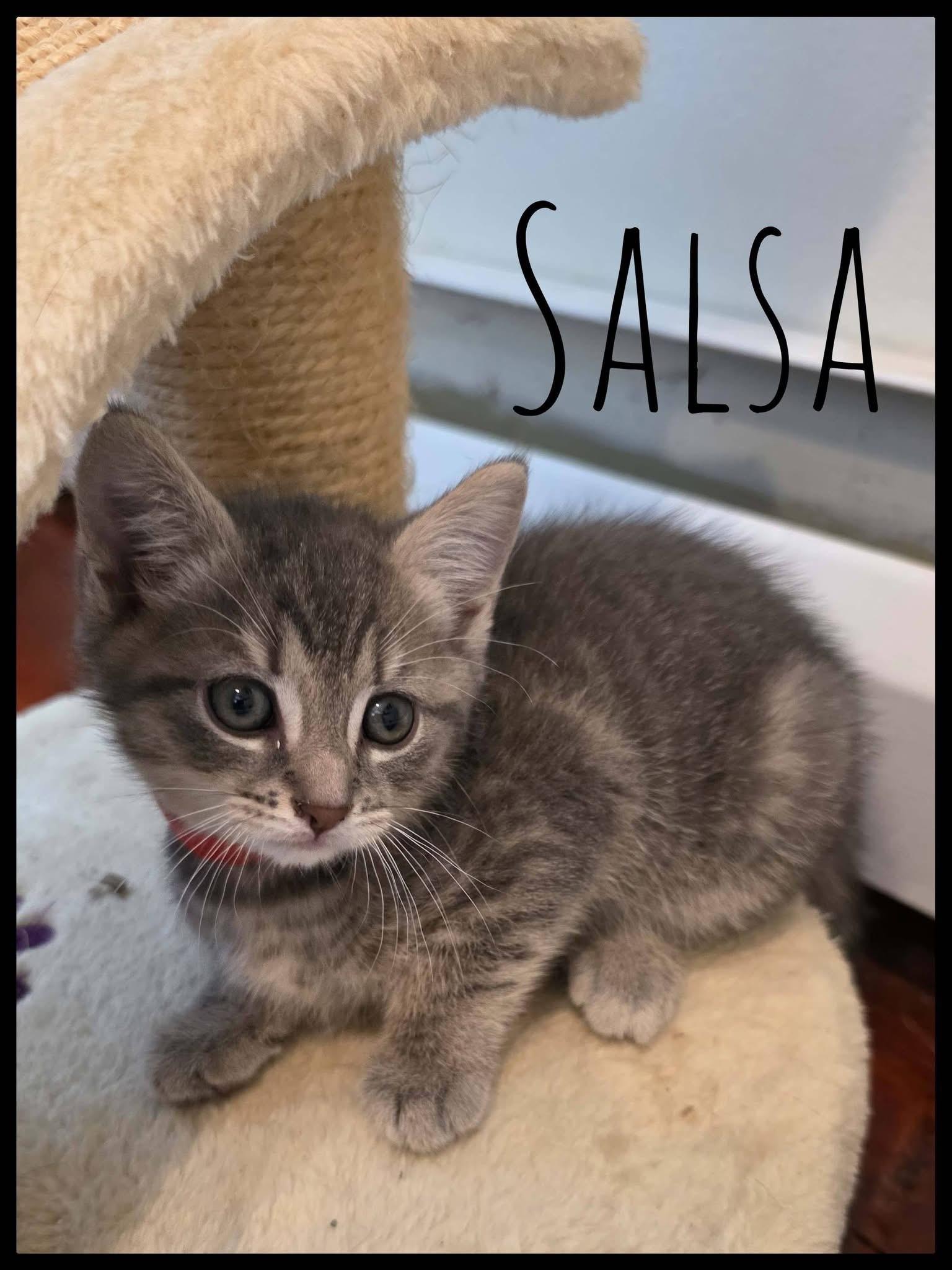 Salsa kitten , ADOPTABLE, Kitten Male Domestic Short Hair.