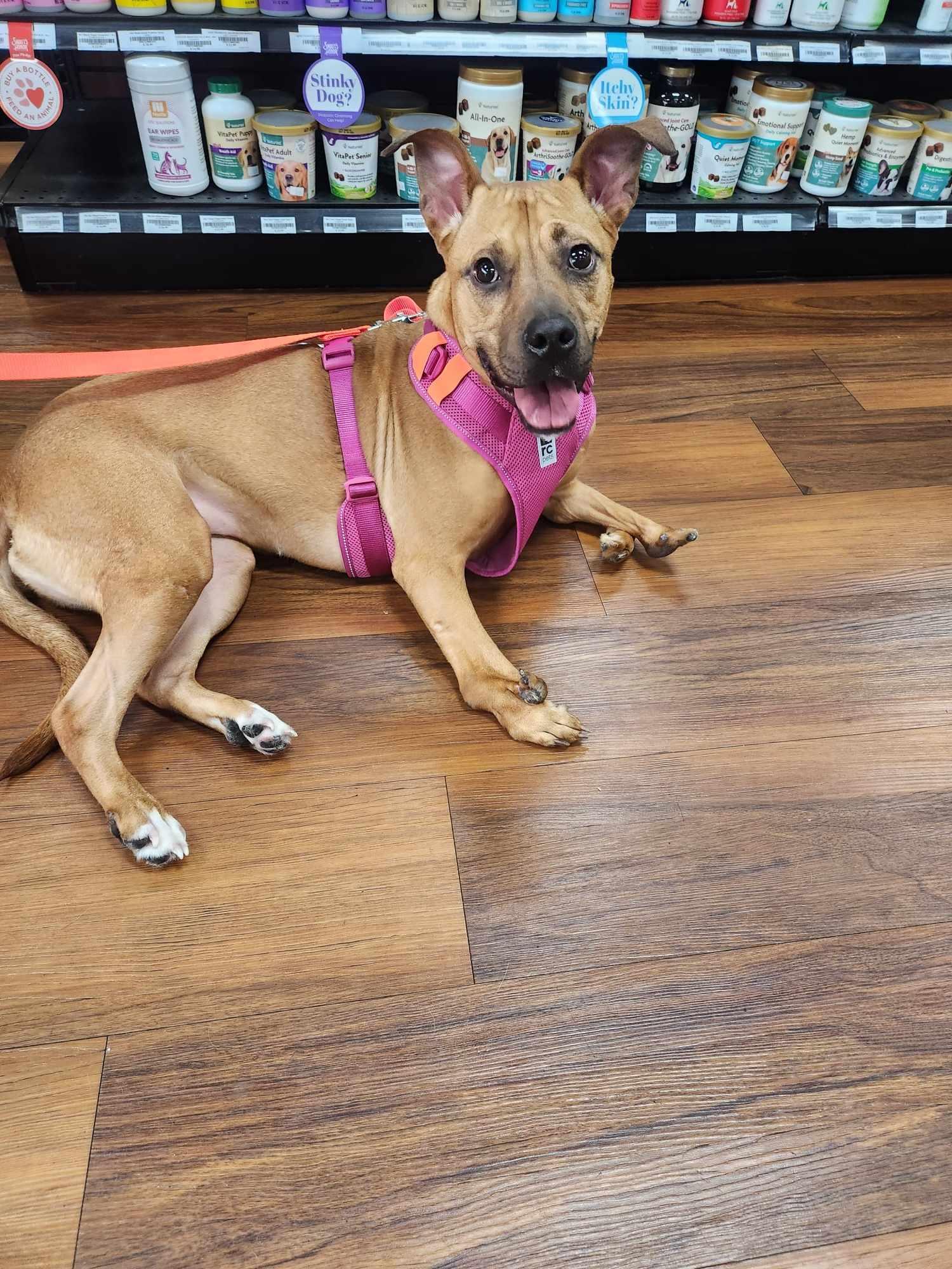 Enlarge Unique, a Adoptable Pit Bull Terrier in Seaford, DE image 2/5