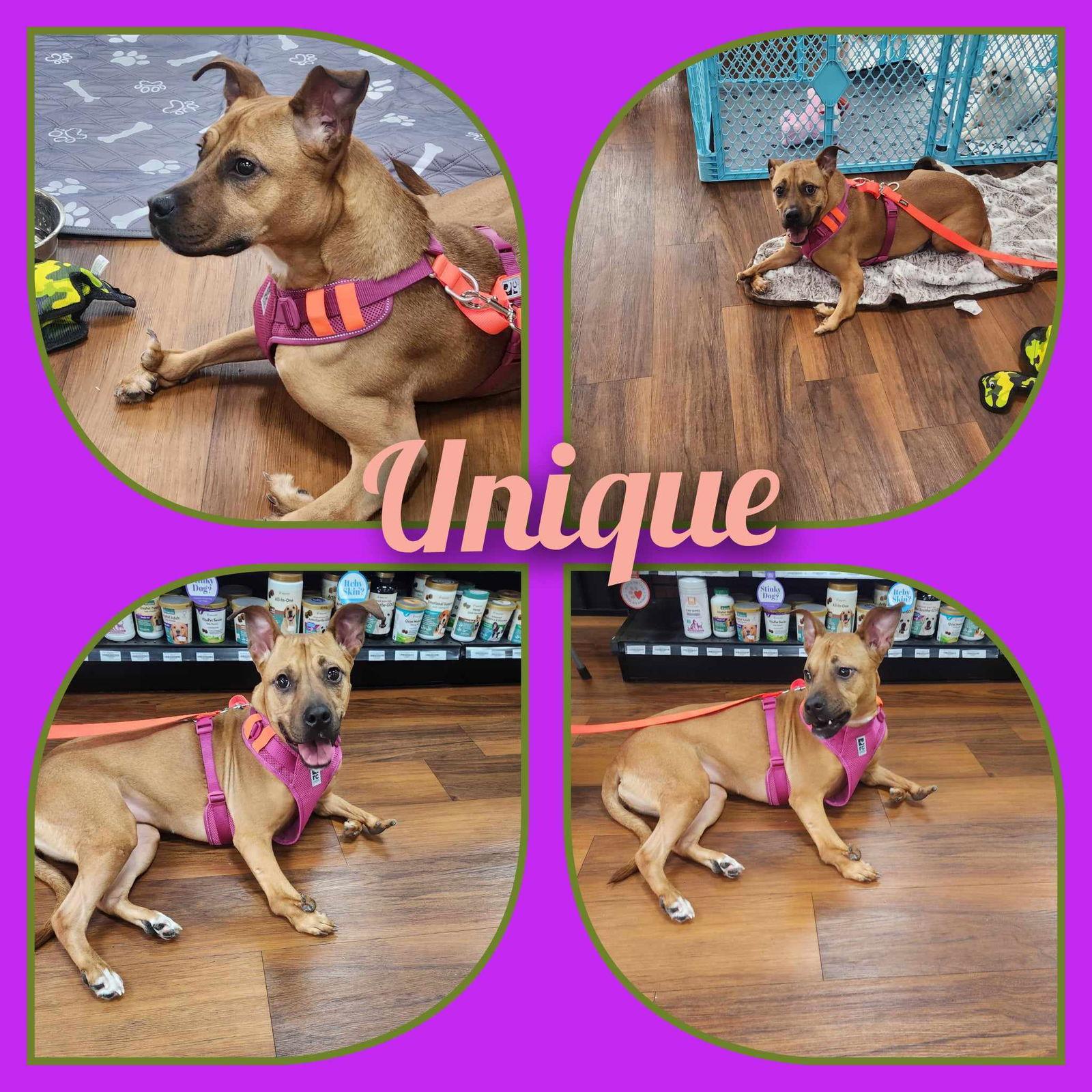 Enlarge Unique, a Adoptable Pit Bull Terrier in Seaford, DE image 3/5