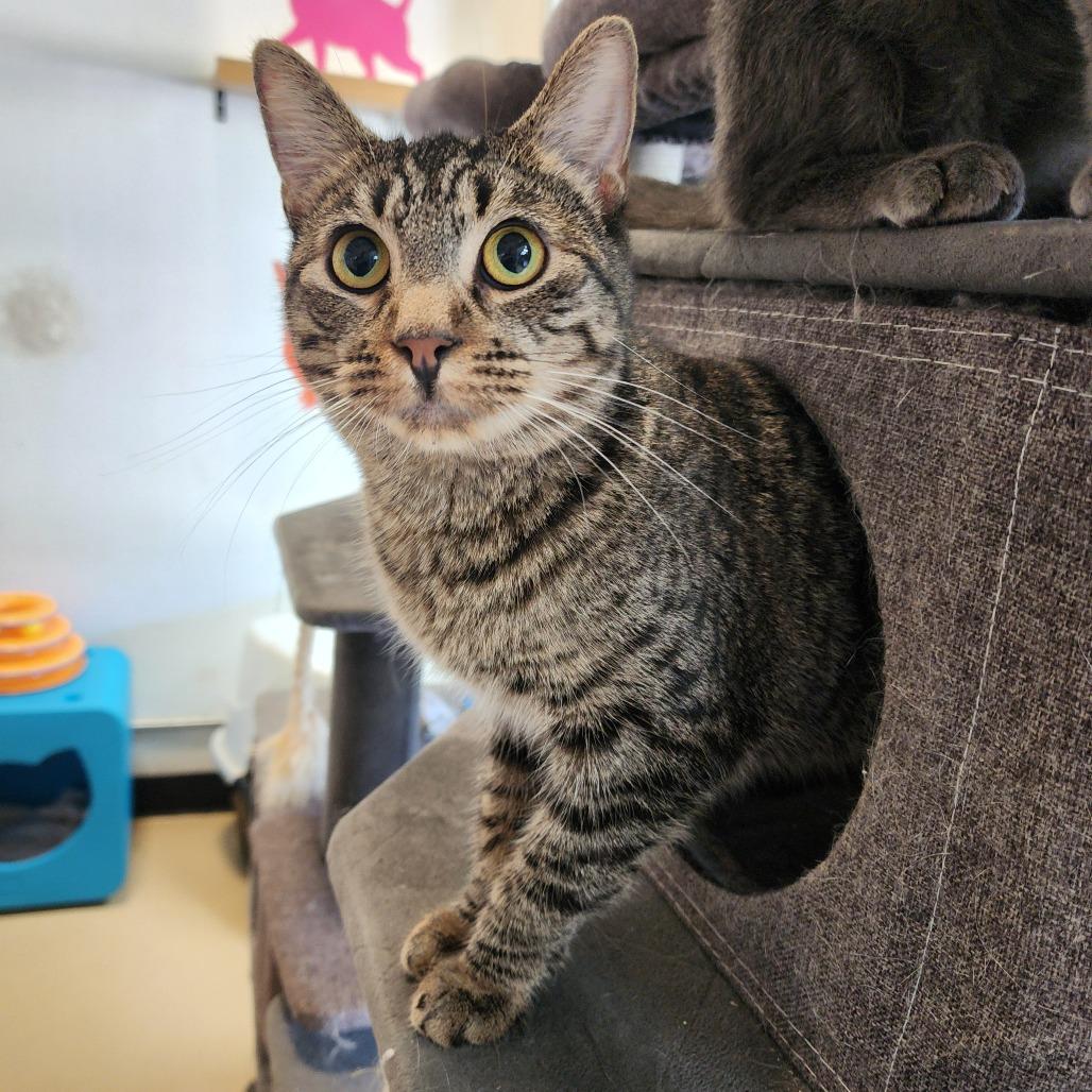 Enlarge Judy C000-260- ** by appointment only** Chino Hills Location, a Adoptable Domestic Short Hair in Chino Hills, CA image 1/6