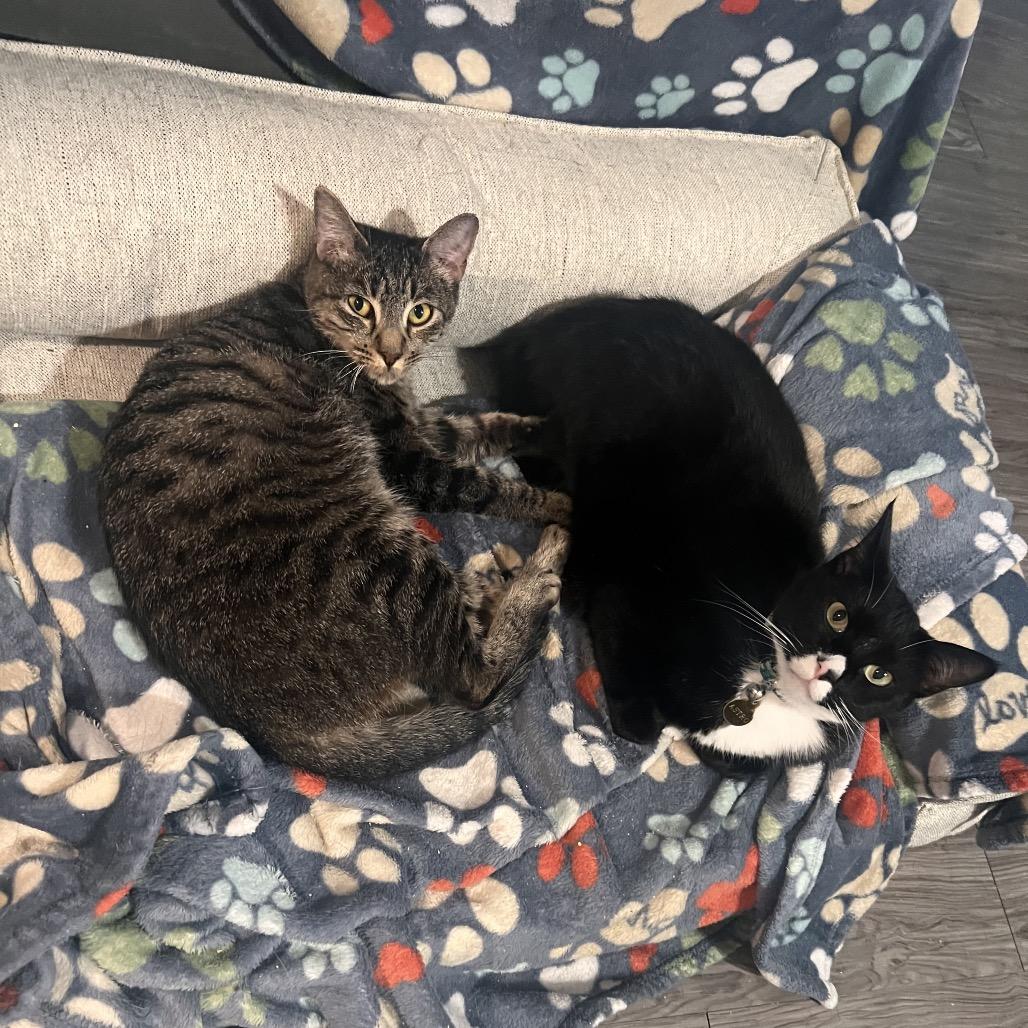 Enlarge Judy C000-260- ** by appointment only** Chino Hills Location, a Adoptable Domestic Short Hair in Chino Hills, CA image 2/6