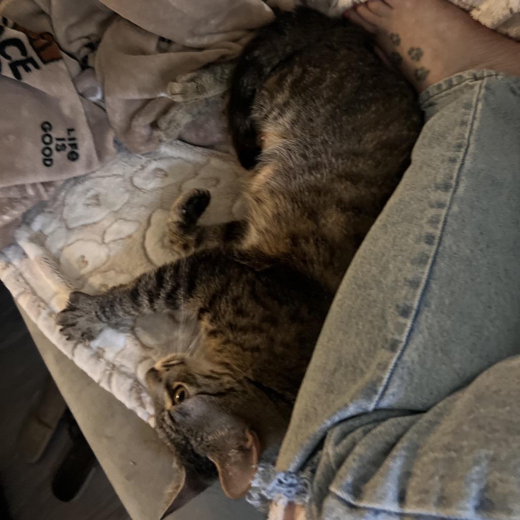 Enlarge Judy C000-260- ** by appointment only** Chino Hills Location, a Adoptable Domestic Short Hair in Chino Hills, CA image 4/6