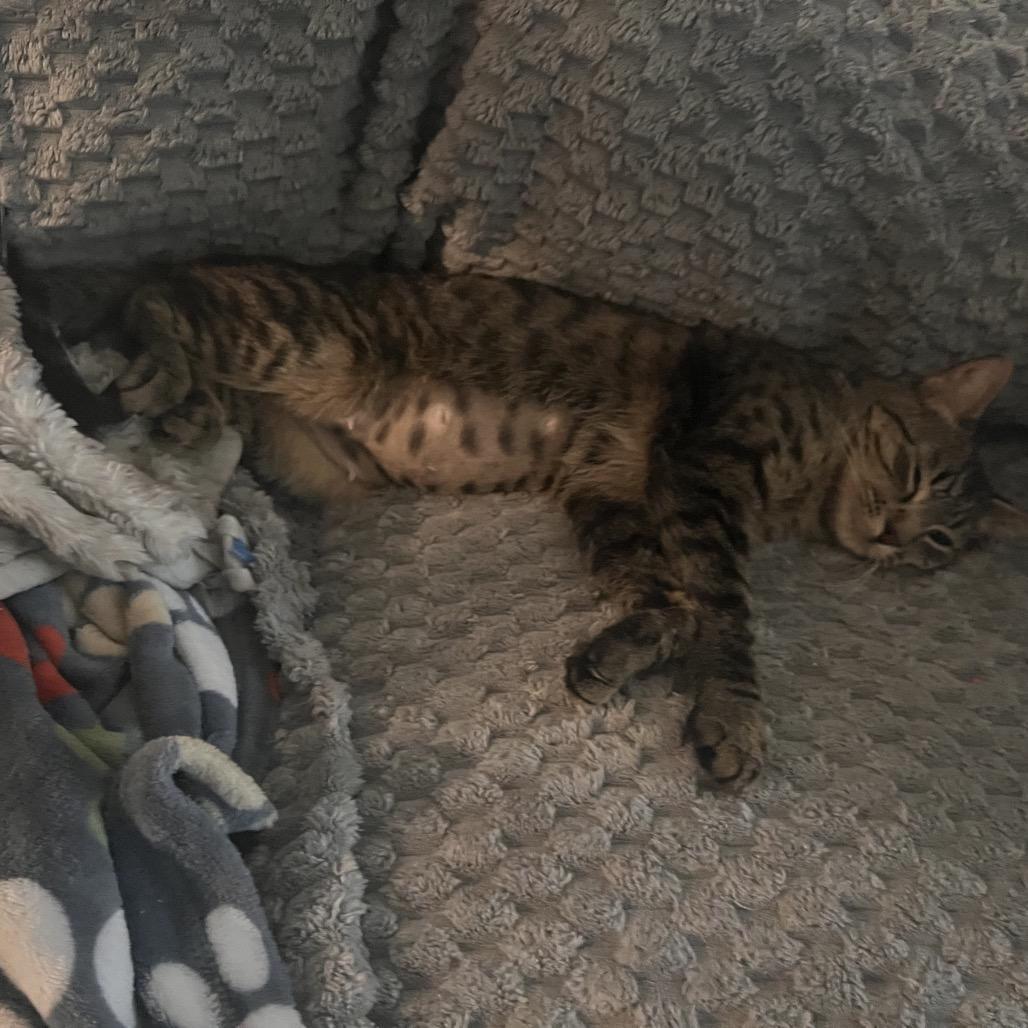 Enlarge Judy C000-260- ** by appointment only** Chino Hills Location, a Adoptable Domestic Short Hair in Chino Hills, CA image 6/6