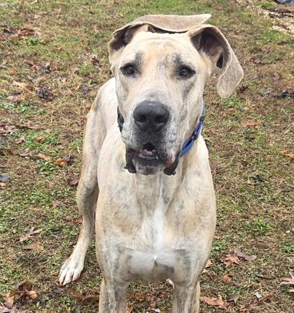 Penelope, Adoptable, Adult Female Great Dane.