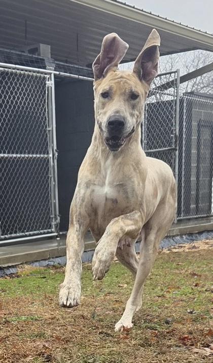 Enlarge Penelope, a Adoptable Great Dane in Malvern, PA image 1/3