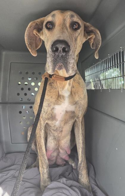 Enlarge Penelope, a Adoptable Great Dane in Malvern, PA image 1/3