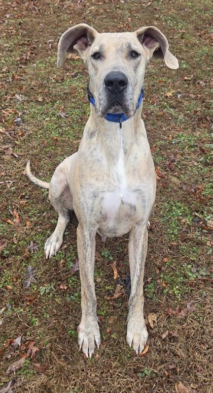 Enlarge Penelope, a Adoptable Great Dane in Malvern, PA image 2/3