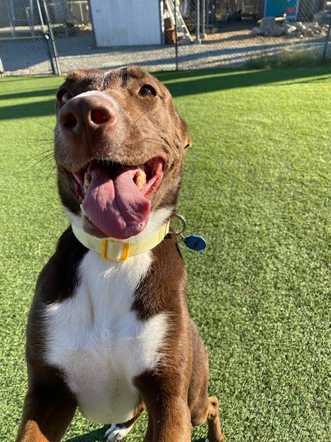 Enlarge Squirrel, a Adoptable mixed breed in Mira Loma, CA image 1/1