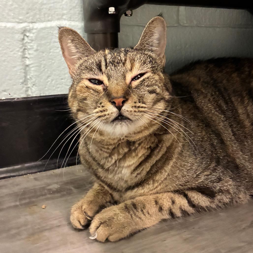 Butterscotch, Adoptable, Adult Female Domestic Short Hair.