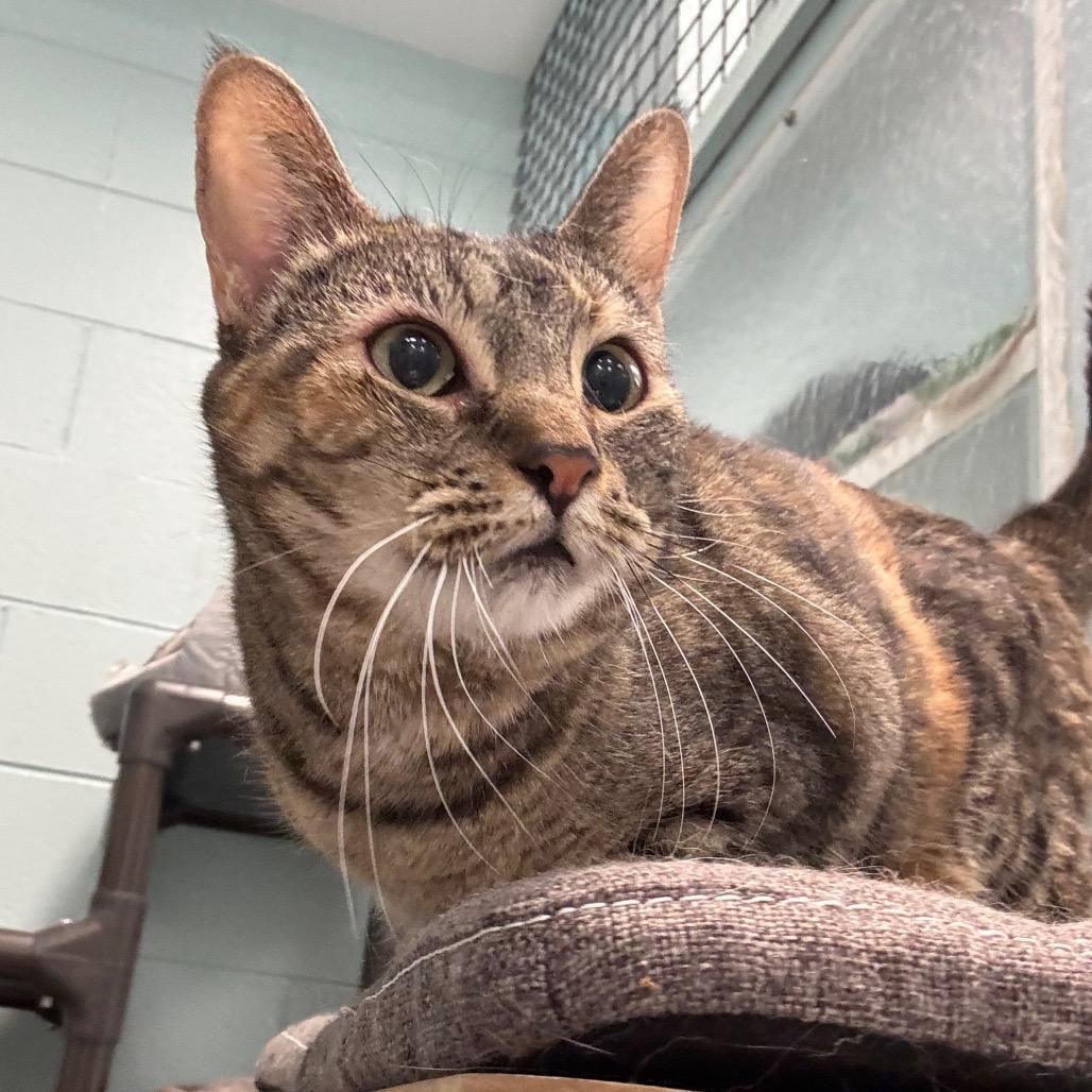 Enlarge Butterscotch, a Adoptable Domestic Short Hair in Redwood City, CA image 2/2