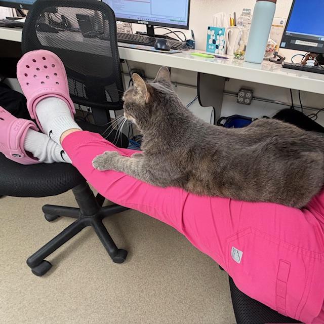 Enlarge Little Foot, an adopted Domestic Short Hair in Eatontown, NJ image 5/6