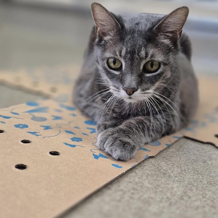 Enlarge Little Foot, an adopted Domestic Short Hair in Eatontown, NJ image 3/6