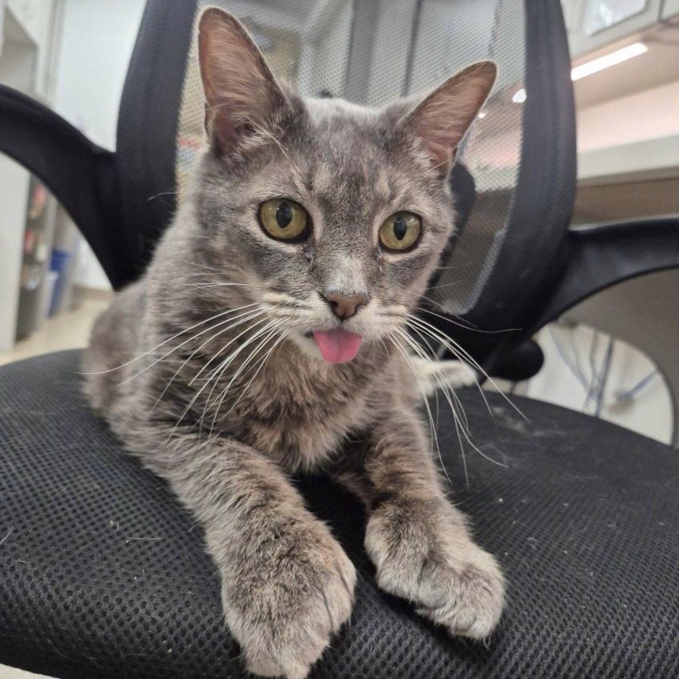 Enlarge Little Foot, an adopted Domestic Short Hair in Eatontown, NJ image 4/6