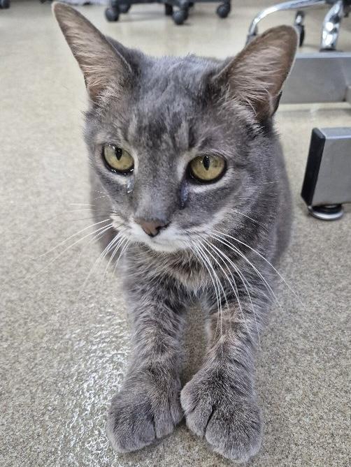 Enlarge Little Foot, an adopted Domestic Short Hair in Eatontown, NJ image 6/6