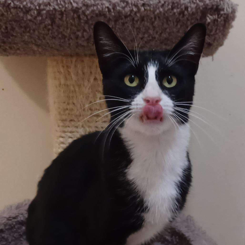 Enlarge Hollis, a Adoptable Domestic Short Hair in Bulverde, TX image 2/6