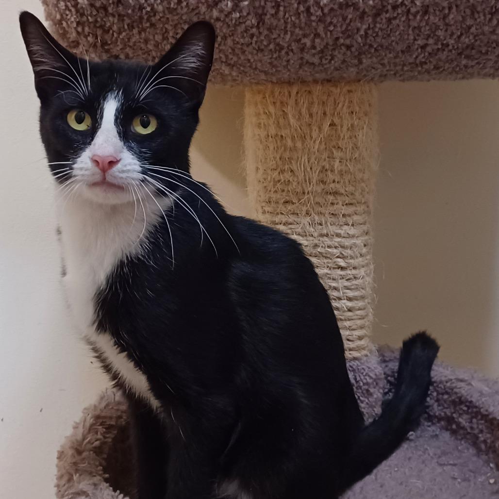 Enlarge Hollis, a Adoptable Domestic Short Hair in Bulverde, TX image 3/6