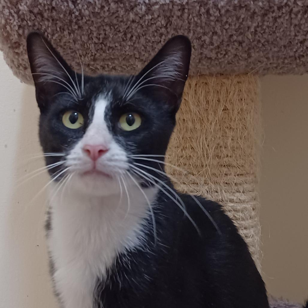 Enlarge Hollis, a Adoptable Domestic Short Hair in Bulverde, TX image 4/6