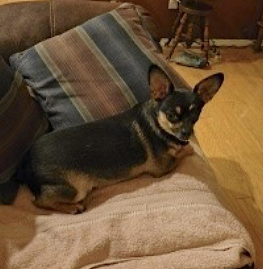 Buddy and Chica — thumbnail 3