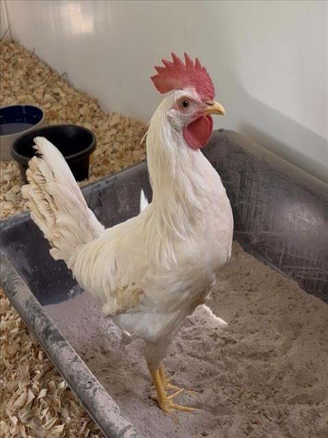 Enlarge HENRY, a Adoptable Chicken in Derwood, MD image 1/1