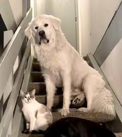 Lupon — thumbnail 2