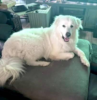 Lupon — thumbnail 3