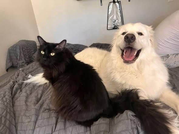 Lupon — thumbnail 4