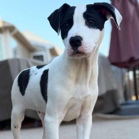 Love Notes, Adoptable, Puppy Male Mixed Breed.