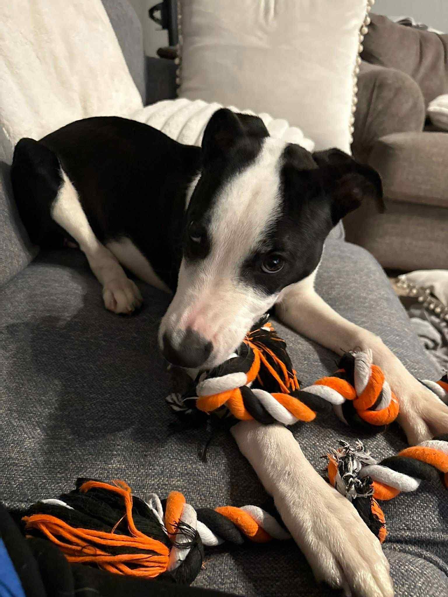 Jack, a Adoptable Mixed Breed in Granite City, IL image 1/2