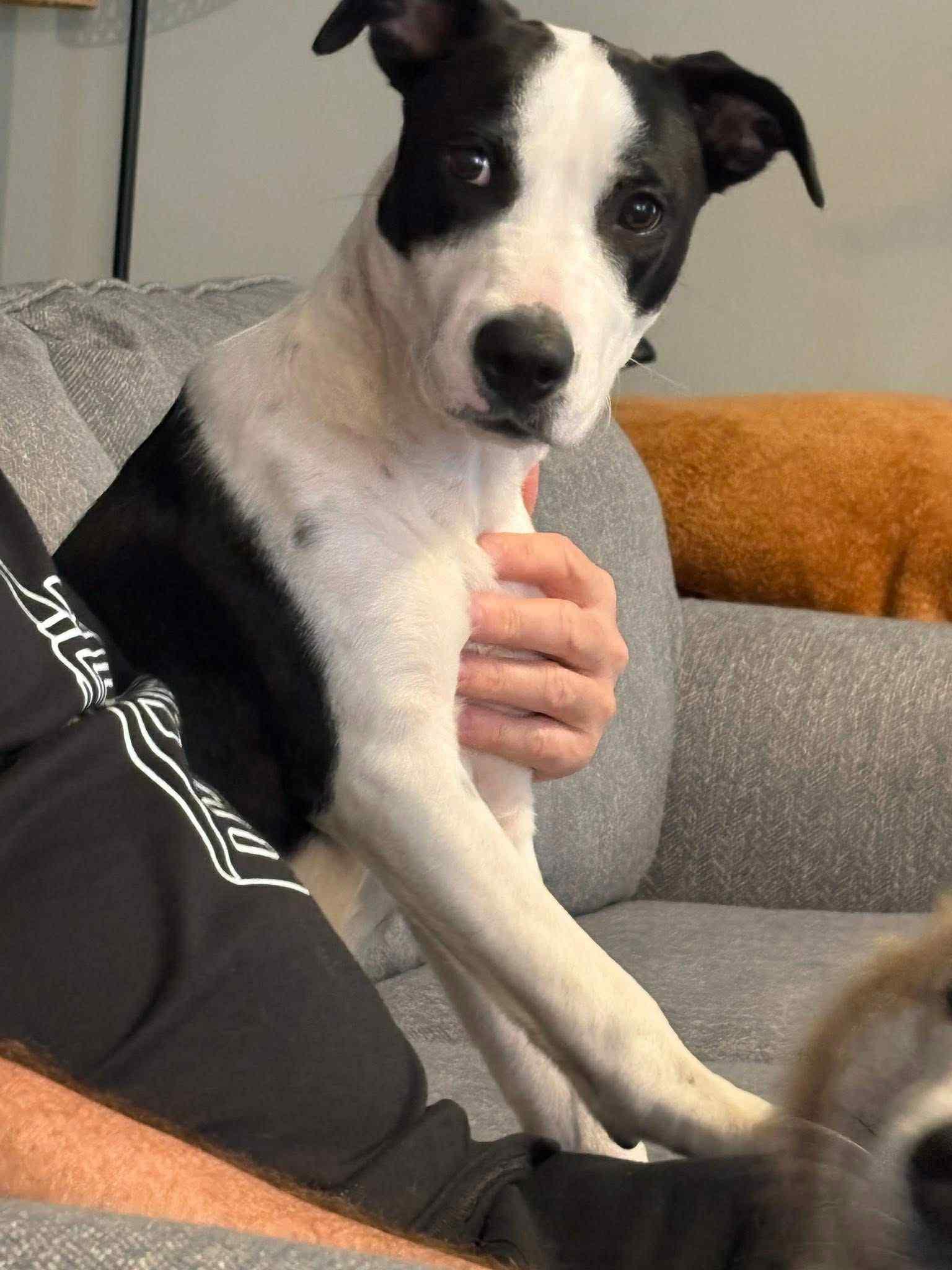 Jack, a Adoptable Mixed Breed in Granite City, IL image 2/2