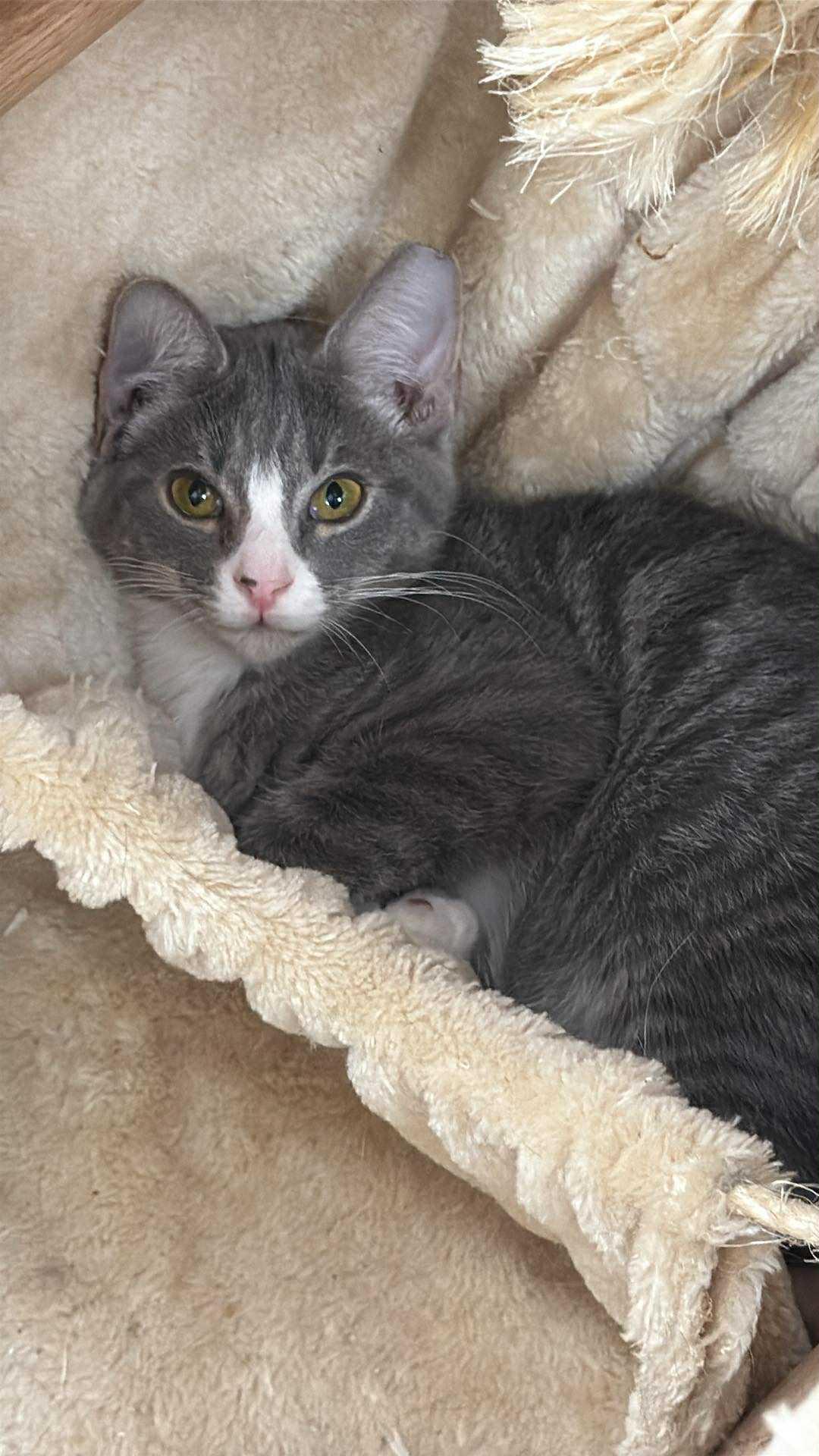 Barry, a Adoptable Domestic Short Hair in Charlotte, NC image 1/3