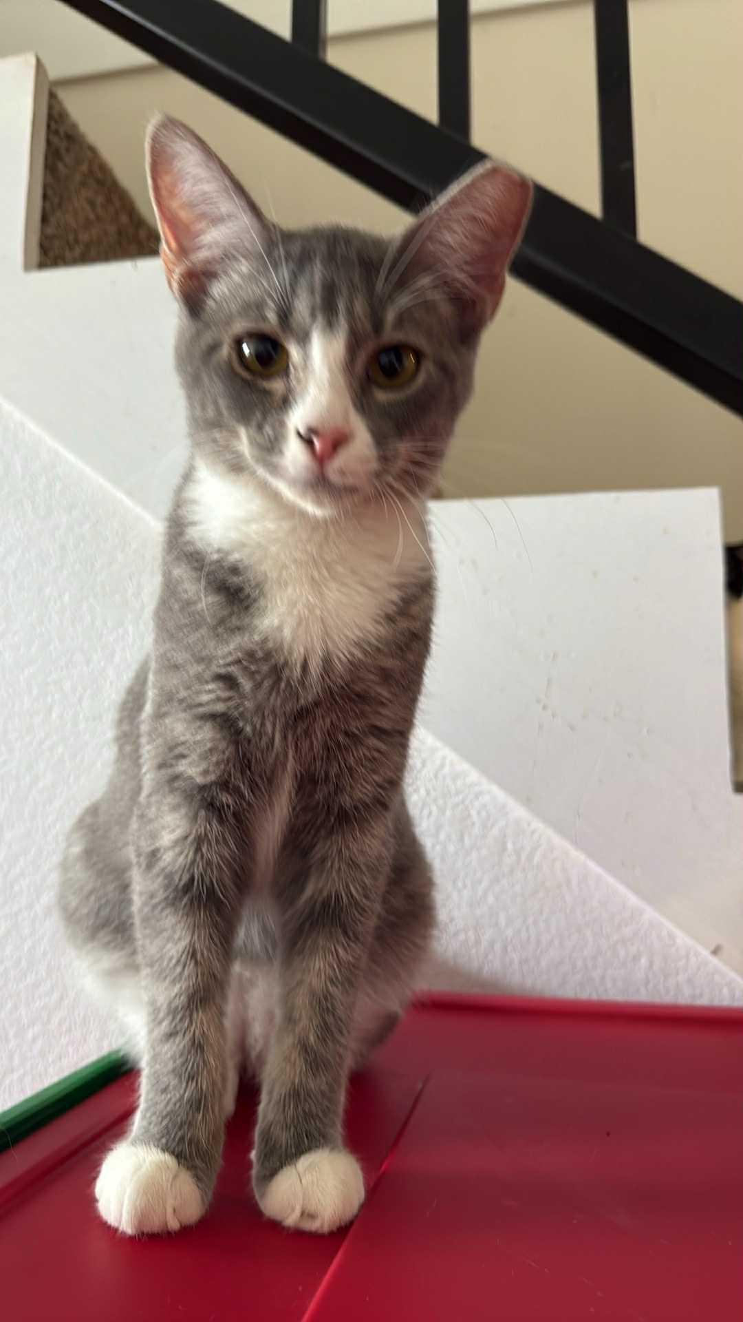 Barry, a Adoptable Domestic Short Hair in Charlotte, NC image 2/3