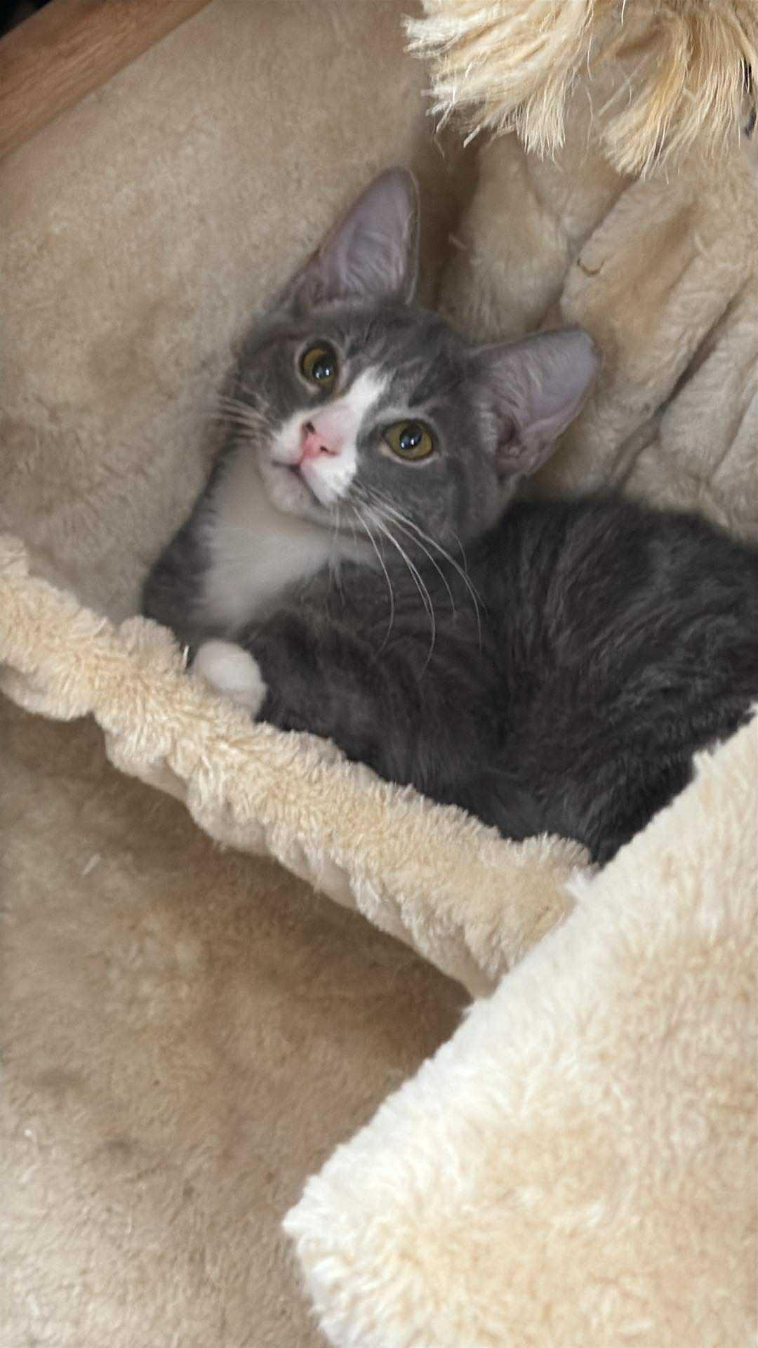 Barry, a Adoptable Domestic Short Hair in Charlotte, NC image 3/3