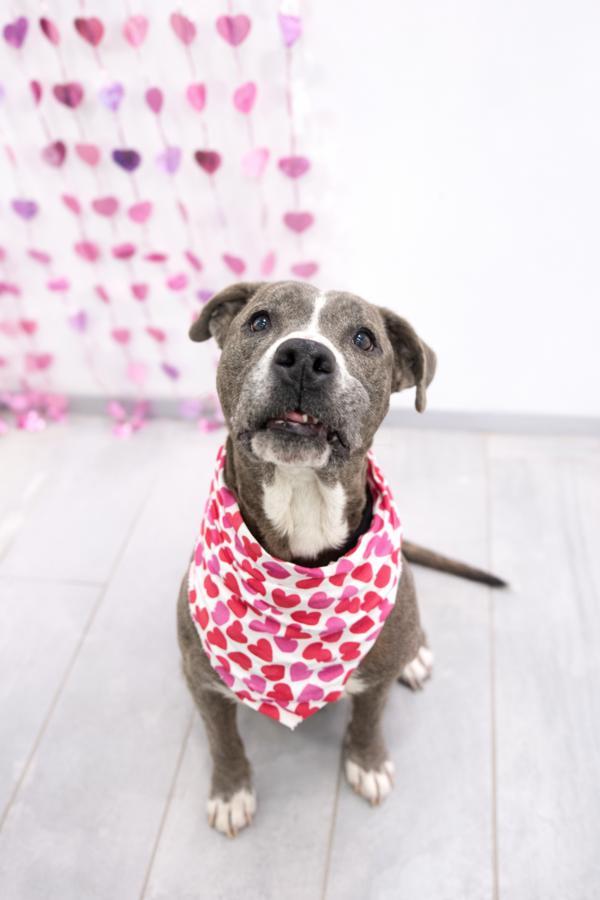 Sweet Tart, Adoptable, Adult Female Pit Bull Terrier.