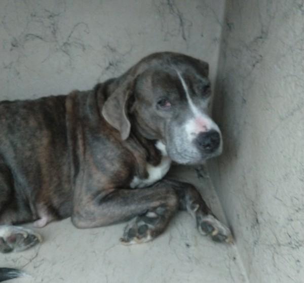 Sweet Tart, a Adoptable mixed breed in Lafayette, LA image 2/2