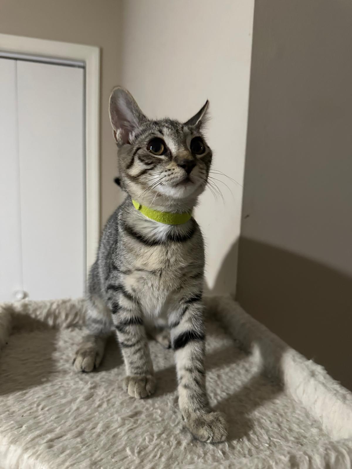 Keepsake, a Adoptable Domestic Short Hair in Lawrenceville, GA image 2/4