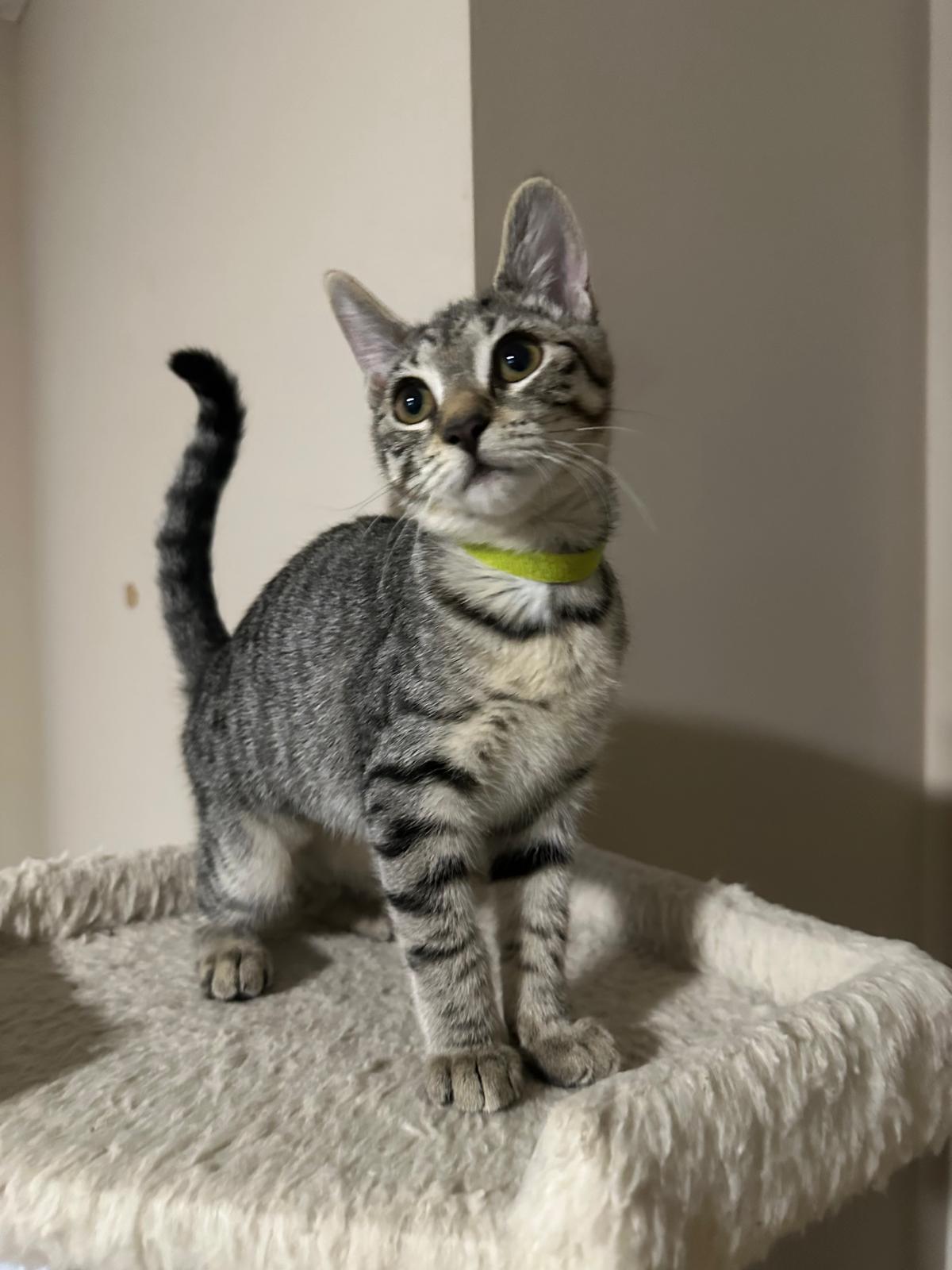 Keepsake, Adoptable, Kitten Female Domestic Short Hair.