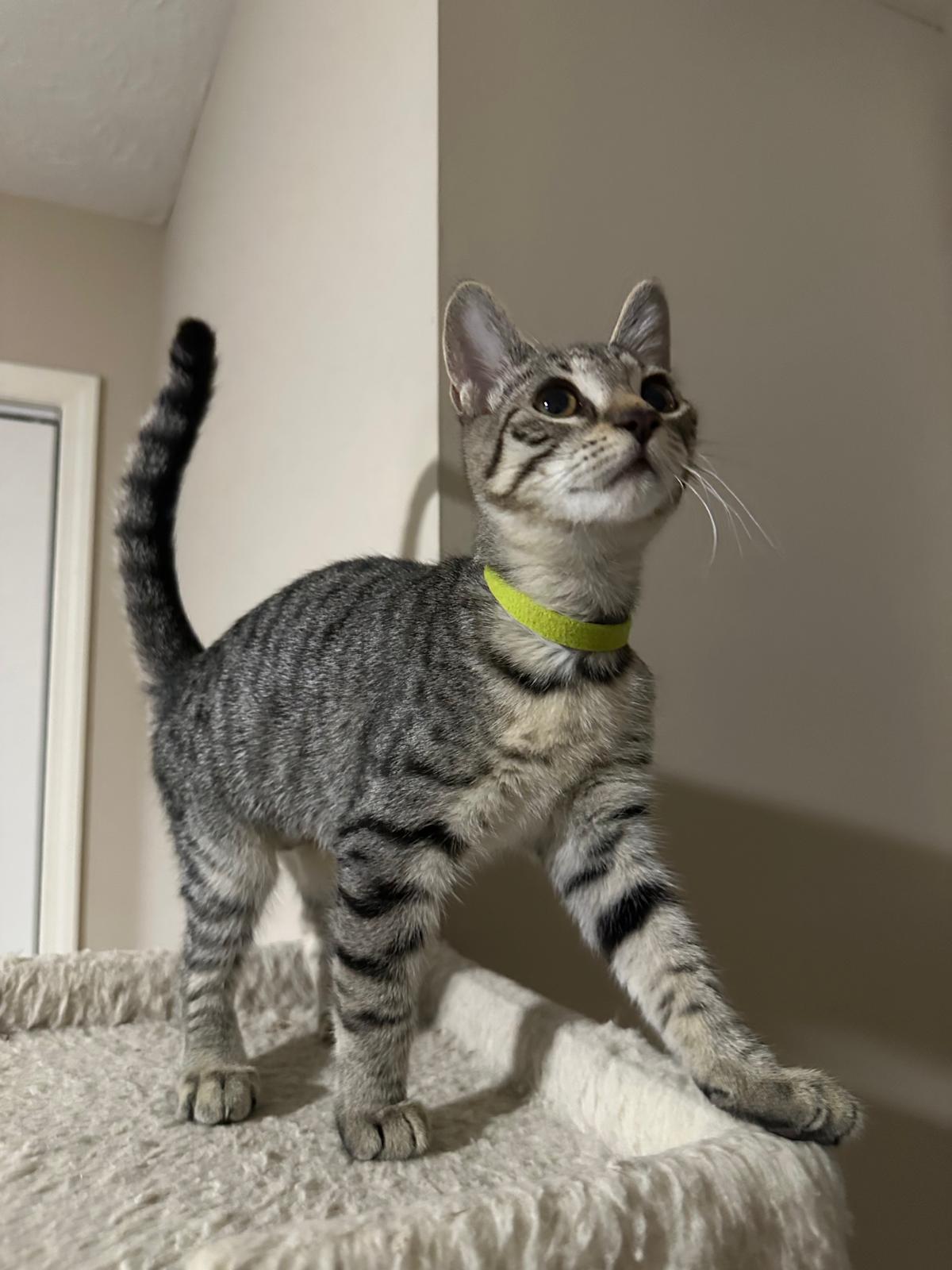 Keepsake, a Adoptable Domestic Short Hair in Lawrenceville, GA image 4/4