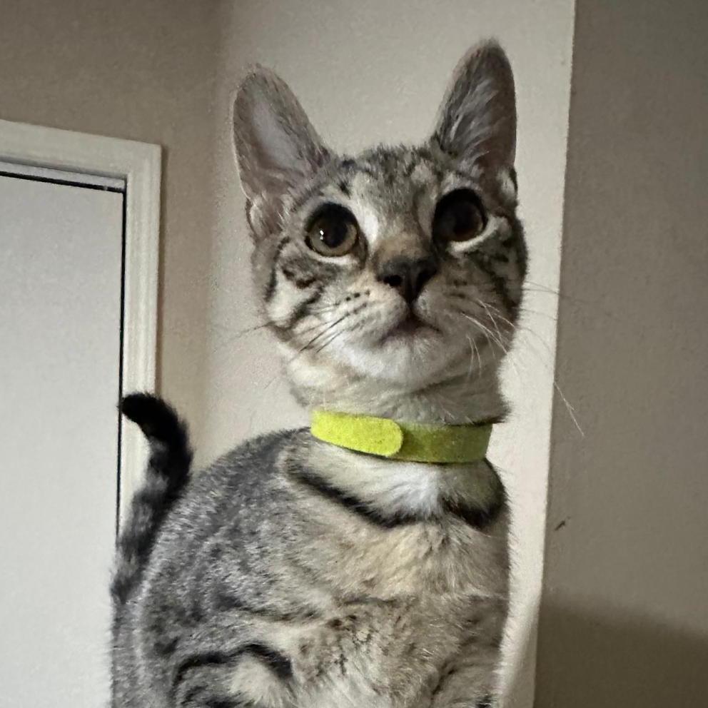 Keepsake, a Adoptable Domestic Short Hair in Lawrenceville, GA image 3/4