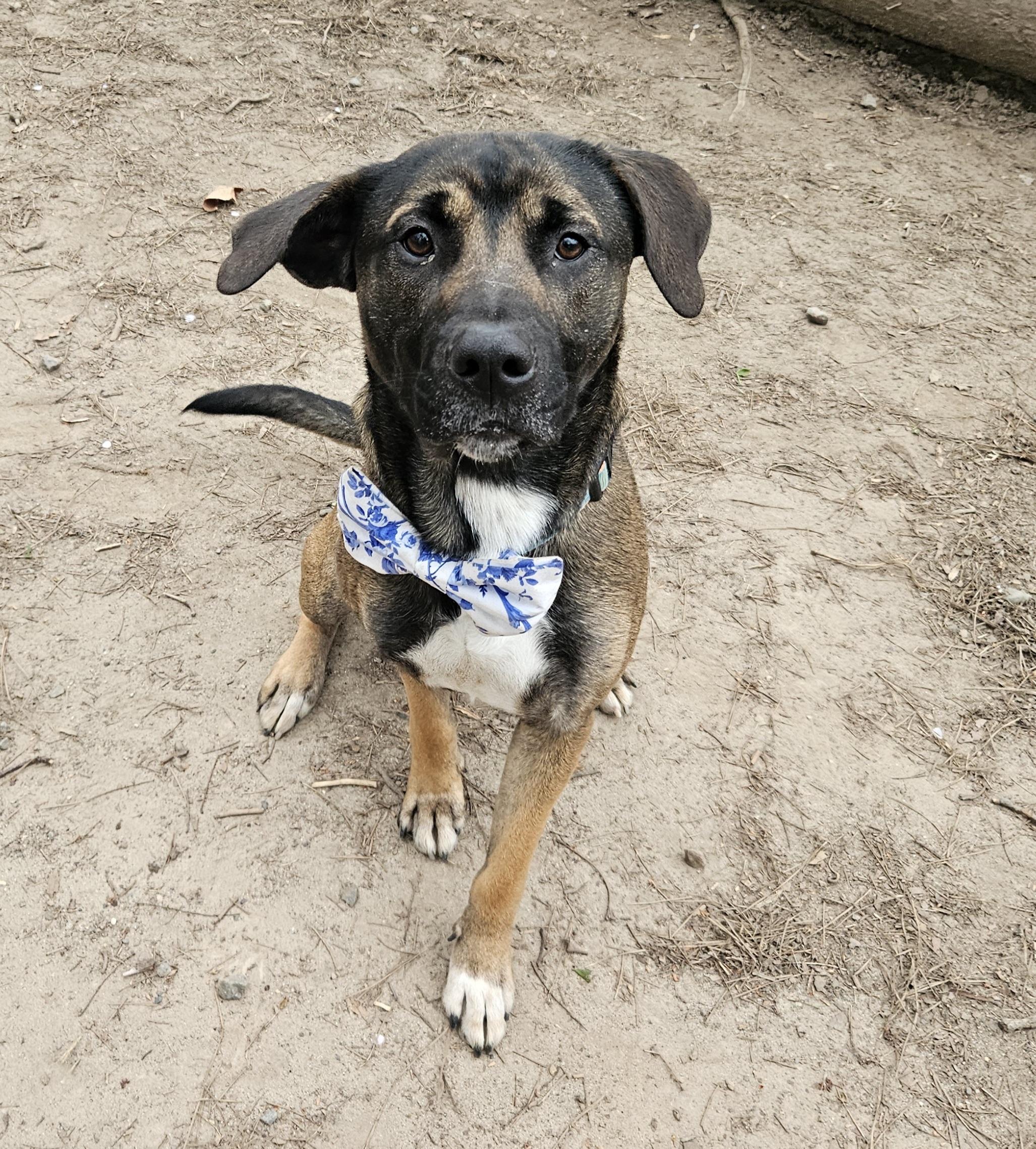Enlarge Alfonzo, a ADOPTABLE mixed breed in Heathsville, VA image 3/3