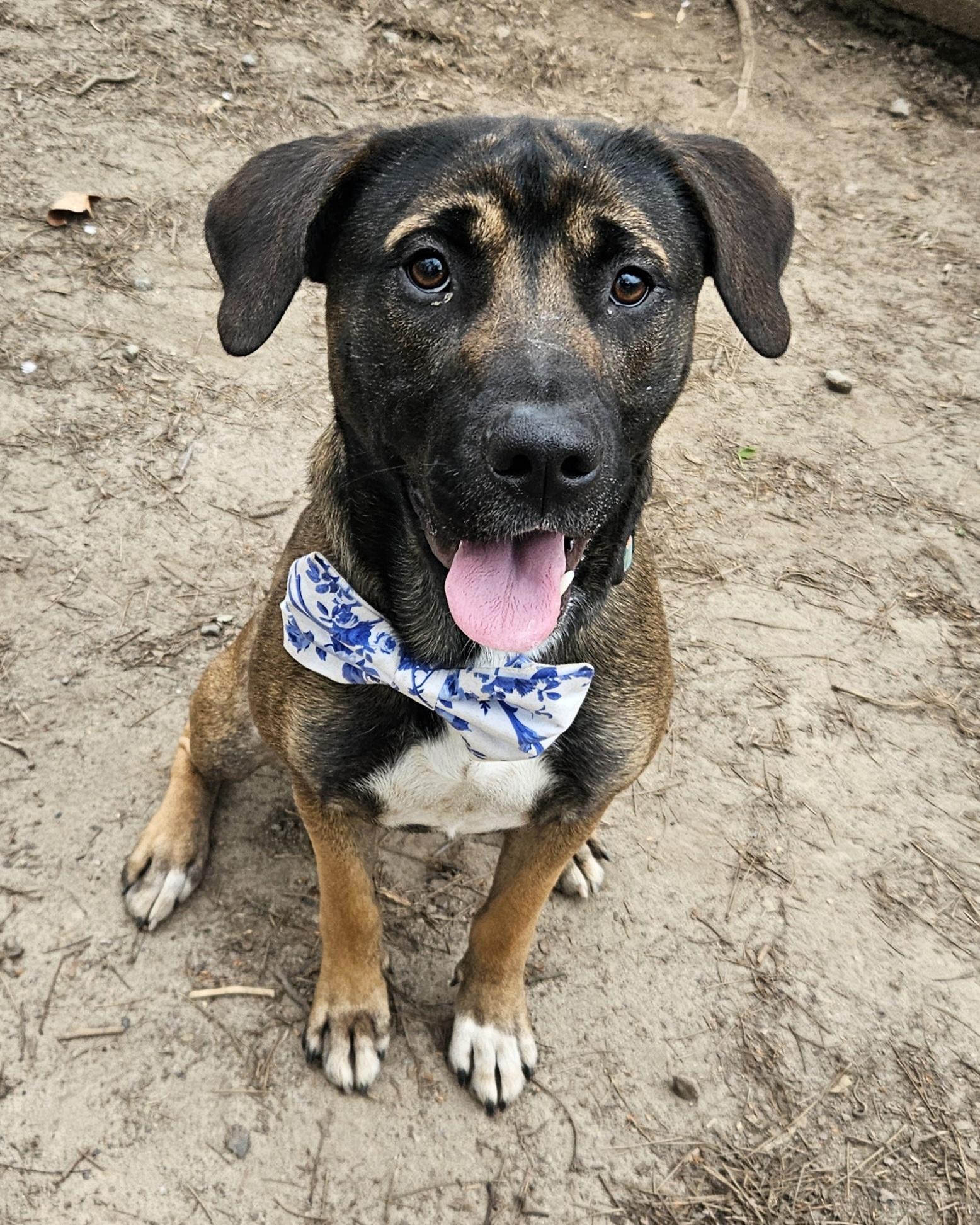 Enlarge Alfonzo, a ADOPTABLE mixed breed in Heathsville, VA image 2/3
