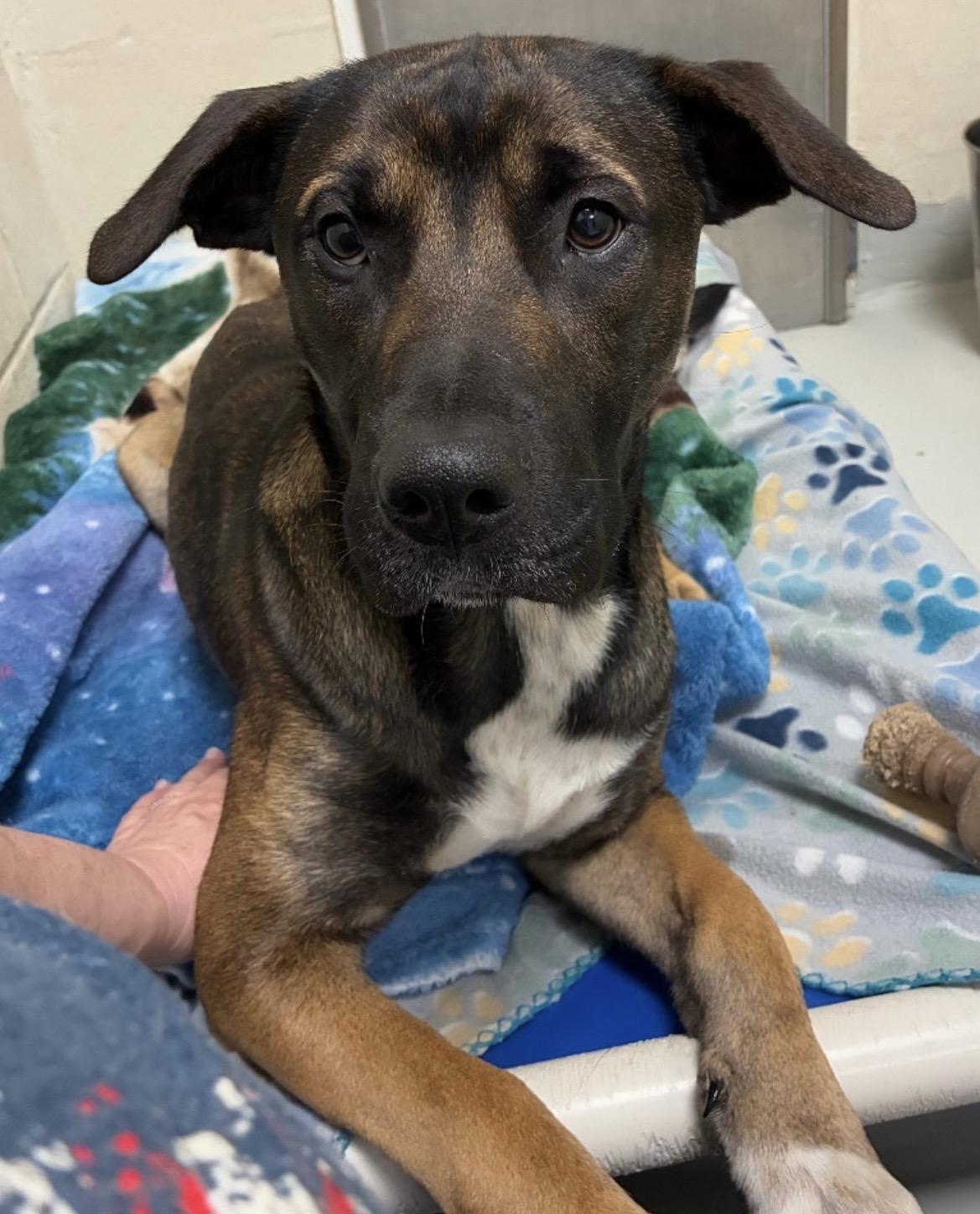 Alfonzo, ADOPTABLE, Young Male Mountain Cur & Mixed Breed.
