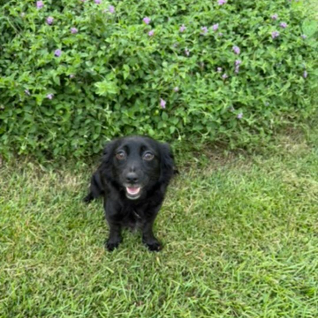 Lacey, a ADOPTABLE mixed breed in Raeford, NC image 4/5