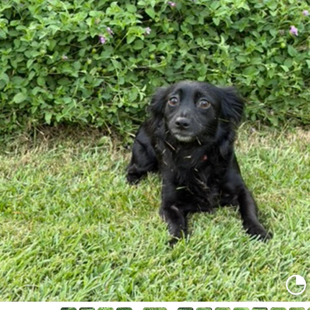 Lacey, a ADOPTABLE mixed breed in Raeford, NC image 5/5