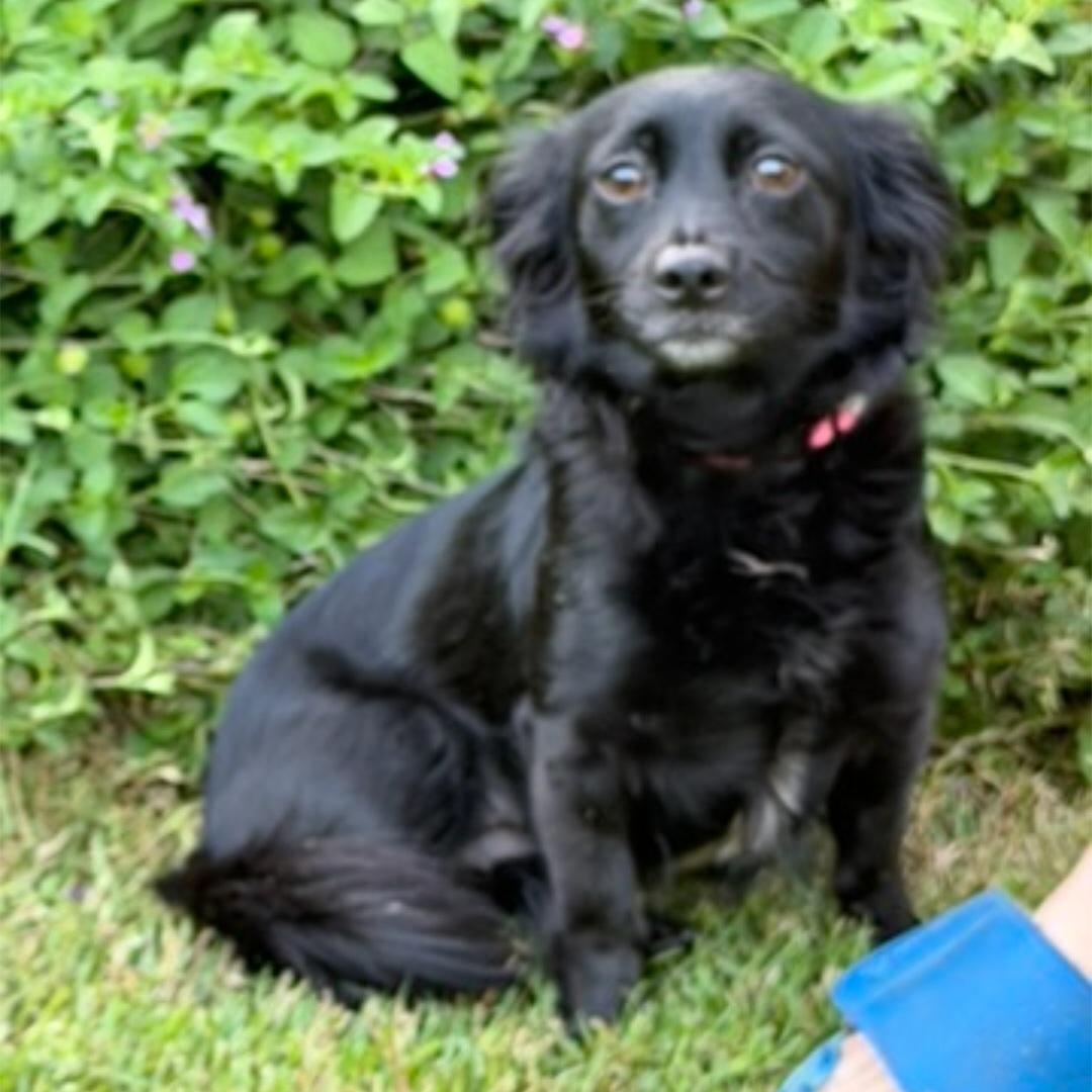 Lacey, a ADOPTABLE mixed breed in Raeford, NC image 1/5
