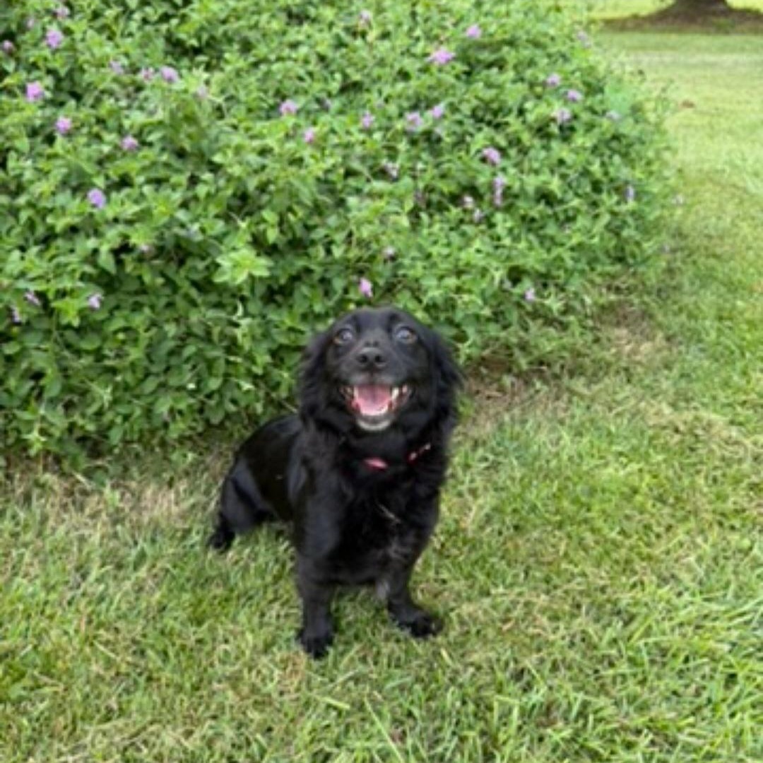 Lacey, a ADOPTABLE mixed breed in Raeford, NC image 2/5