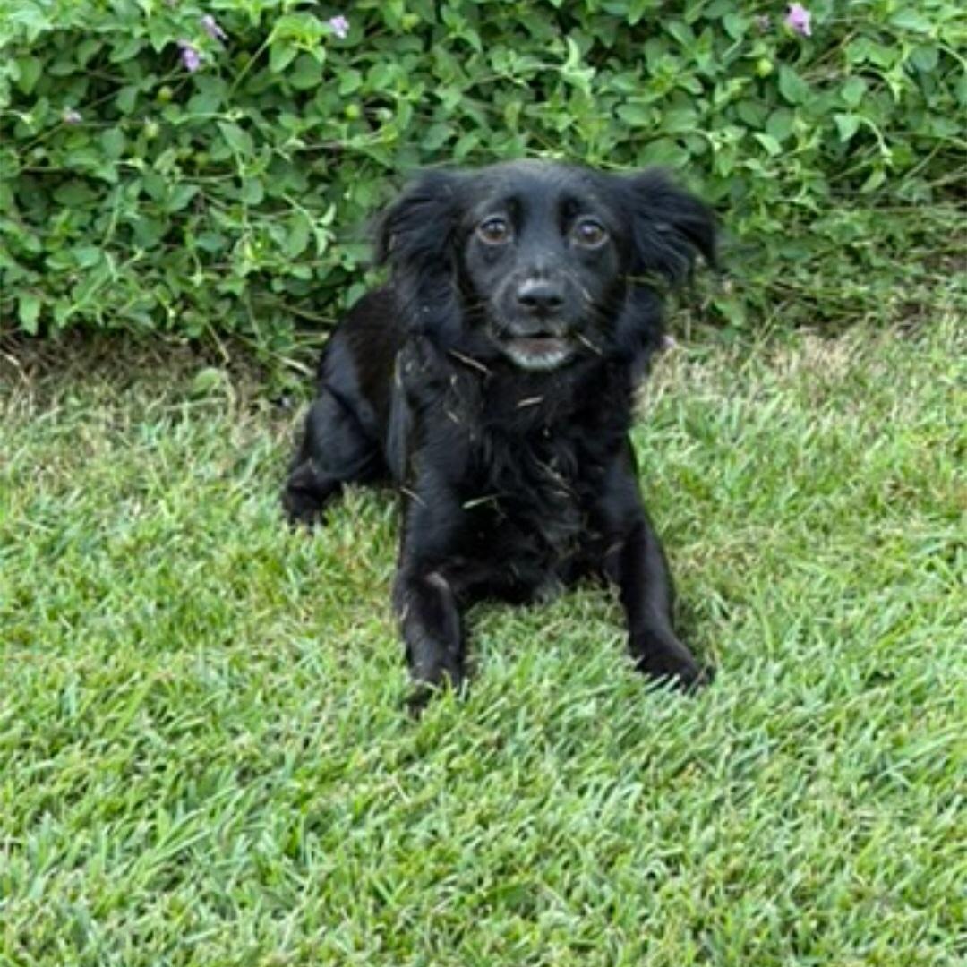 Lacey, a ADOPTABLE mixed breed in Raeford, NC image 3/5