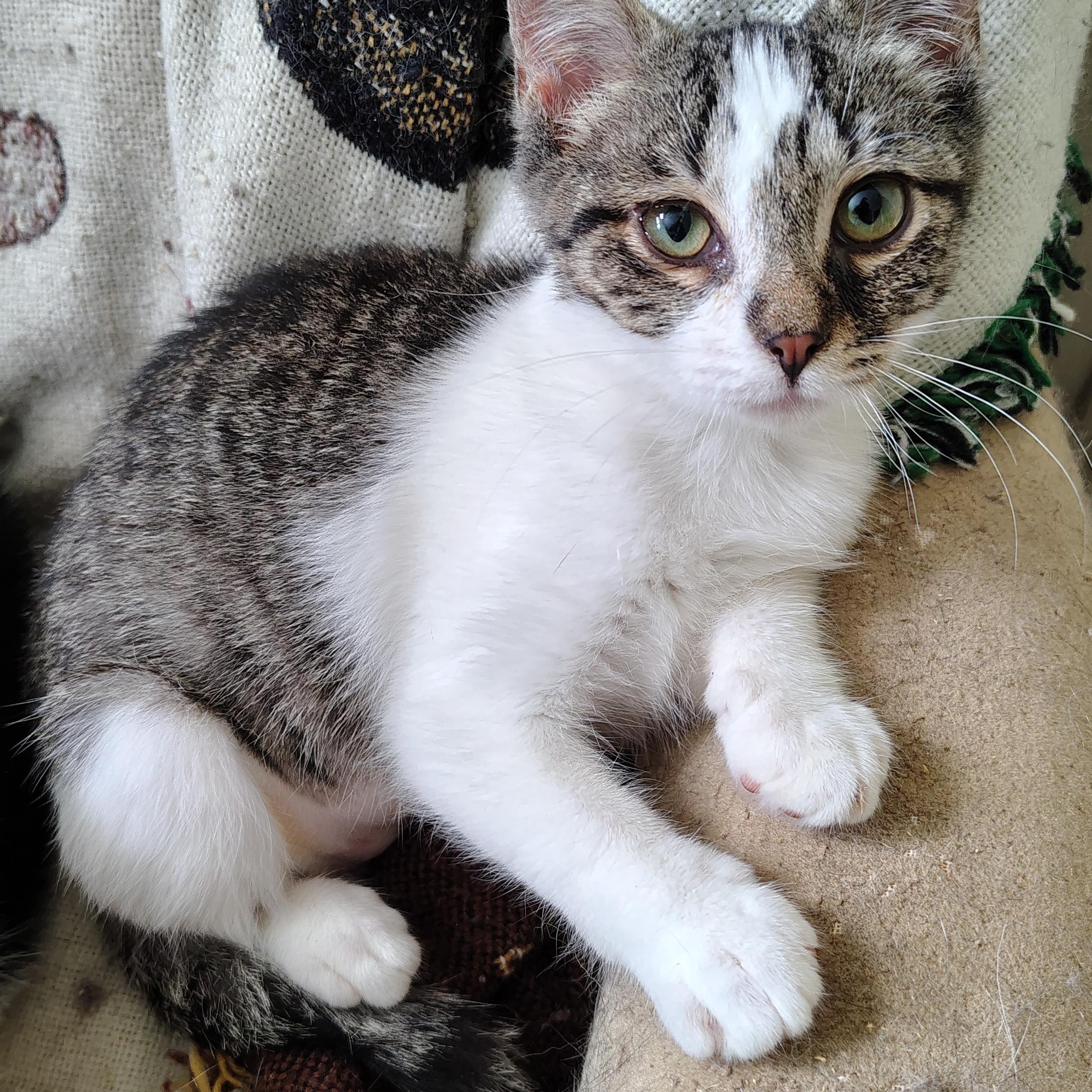 Rain, a Adoptable Domestic Short Hair in Buffalo, NY image 2/3